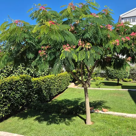 Mini Albizia شقة *